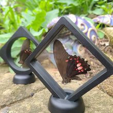 Load image into Gallery viewer, Papilio anchisiades Butterfly - Ruby Spotted Swallowtail