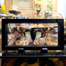 Load image into Gallery viewer, Blue Cicada - Tosena splendida