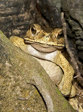 Load image into Gallery viewer, ASIAN TOAD SKULL