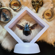 Load image into Gallery viewer, Blue Carpenter Bee in Floating Mini Frame