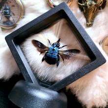 Load image into Gallery viewer, Blue Carpenter Bee in Floating Mini Frame