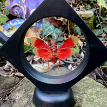 Load image into Gallery viewer, Pyrops hamdjahi - Real Lanternfly Floating Mini Frame