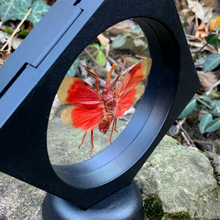 Load image into Gallery viewer, Pyrops hamdjahi - Real Lanternfly Floating Mini Frame