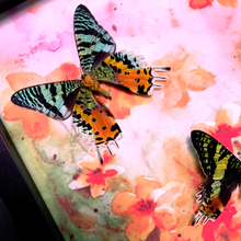 Load image into Gallery viewer, Sunset Moths