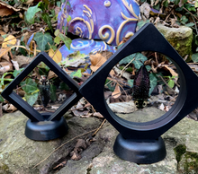 Load image into Gallery viewer, Lampropepla rothschildi - 4 EYES!!! - Real Jewel Beetle - Floating Mini Frame