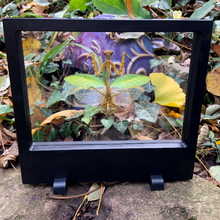 Load image into Gallery viewer, Praying Mantis in Floating Frame