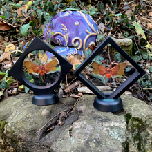 Load image into Gallery viewer, Scamandra sanguiflua - Real Lanternfly Floating Mini Frame