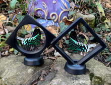 Load image into Gallery viewer, Green-banded Urania - Urania leilus Butterfly Moth - Floating Mini Frame