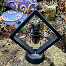 Load image into Gallery viewer, Stag Beetle in Floating Mini Frame