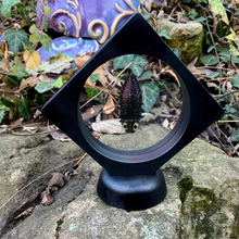 Load image into Gallery viewer, Lampropepla rothschildi - 4 EYES!!! - Real Jewel Beetle - Floating Mini Frame