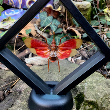Load image into Gallery viewer, Pyrops hamdjahi - Real Lanternfly Floating Mini Frame