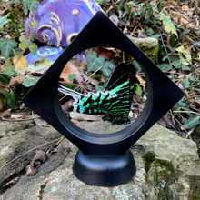 Load image into Gallery viewer, Green-banded Urania - Urania leilus Butterfly Moth - Floating Mini Frame