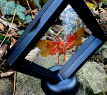 Load image into Gallery viewer, Scamandra sanguiflua - Real Lanternfly Floating Mini Frame