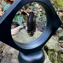 Load image into Gallery viewer, Lampropepla rothschildi - 4 EYES!!! - Real Jewel Beetle - Floating Mini Frame