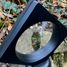 Load image into Gallery viewer, Lampropepla rothschildi - 4 EYES!!! - Real Jewel Beetle - Floating Mini Frame