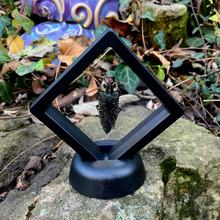 Load image into Gallery viewer, Lampropepla rothschildi - 4 EYES!!! - Real Jewel Beetle - Floating Mini Frame