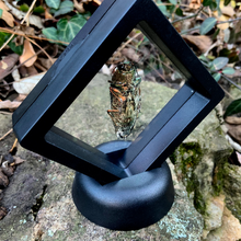 Load image into Gallery viewer, Lampropepla rothschildi - 4 EYES!!! - Real Jewel Beetle - Floating Mini Frame