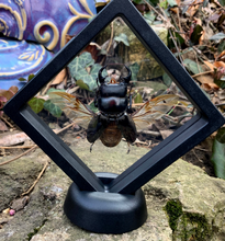 Load image into Gallery viewer, Stag Beetle Flying in Floating Mini Frame