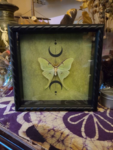 Load image into Gallery viewer, Luna Moth, Actias Luna Green Saturn Moth, Wicca Triple Moon, Shadowbox