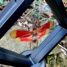 Load image into Gallery viewer, Pyrops hamdjahi - Real Lanternfly Floating Mini Frame
