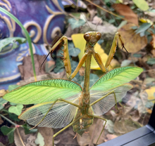 Load image into Gallery viewer, Praying Mantis in Floating Frame