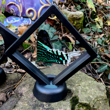Load image into Gallery viewer, Green-banded Urania - Urania leilus Butterfly Moth - Floating Mini Frame