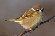 Load image into Gallery viewer, SCALY BREASTED MUNIA SKULL