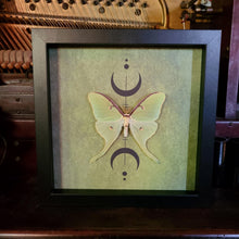 Load image into Gallery viewer, Luna Moth, Actias Luna Green Saturn Moth, Wicca Triple Moon, Shadowbox