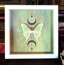 Load image into Gallery viewer, Luna Moth, Actias Luna Green Saturn Moth, Wicca Triple Moon, Shadowbox