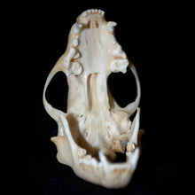 Load image into Gallery viewer, Raccoon Skull