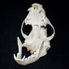 Load image into Gallery viewer, Raccoon Skull