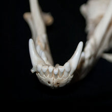 Load image into Gallery viewer, Raccoon Skull