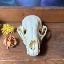 Load image into Gallery viewer, Raccoon Skull
