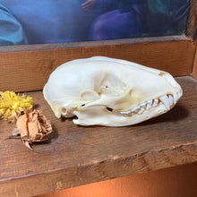 Load image into Gallery viewer, Raccoon Skull