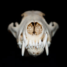 Load image into Gallery viewer, Raccoon Skull