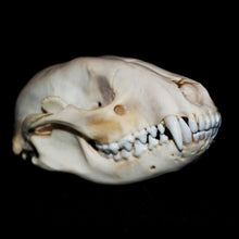Load image into Gallery viewer, Raccoon Skull