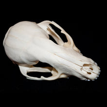 Load image into Gallery viewer, Raccoon Skull