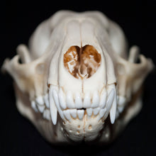 Load image into Gallery viewer, Raccoon Skull