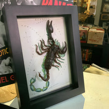 Load image into Gallery viewer, Scorpion Scorpio Zodiac