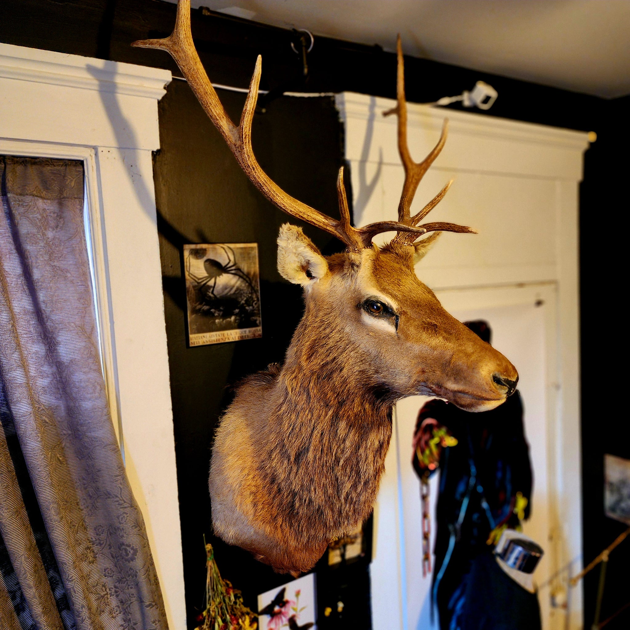 Red Randy Deer Randy the RED DEER – Hail - Records and Oddities