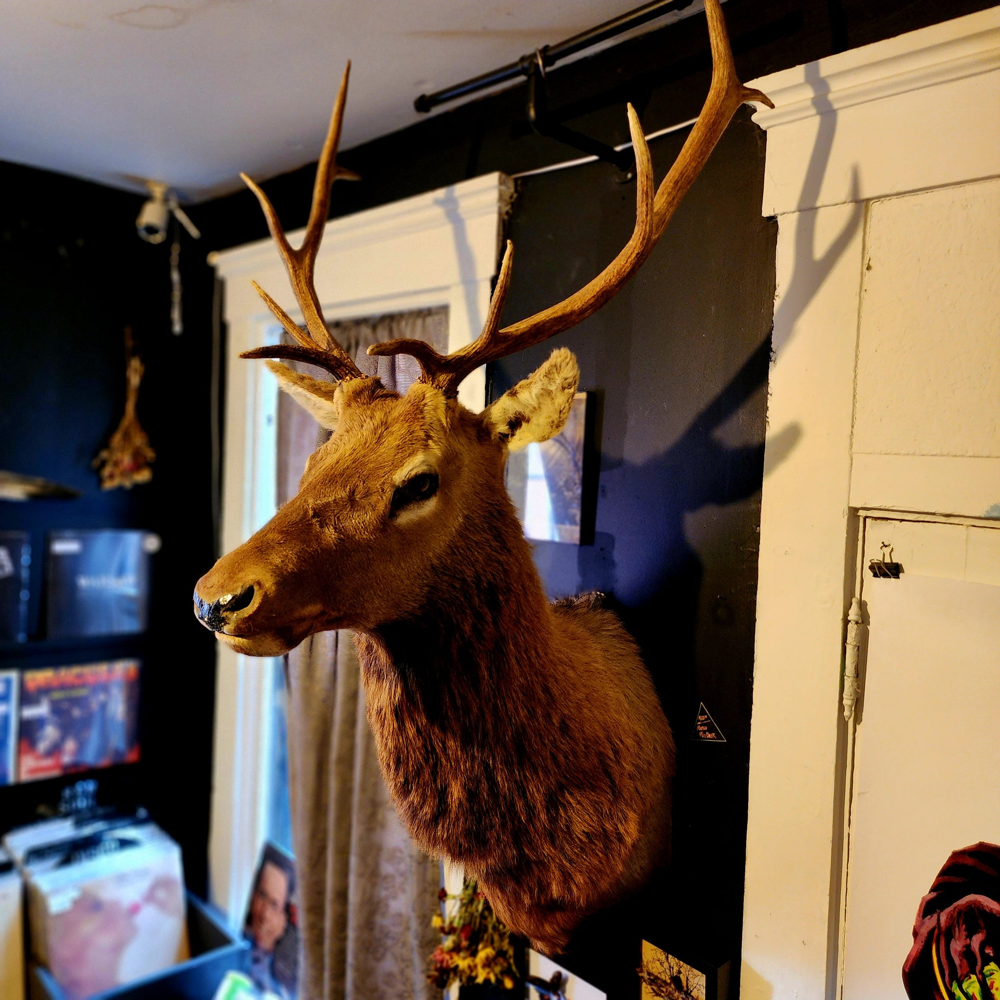 Red Randy Deer Randy the RED DEER – Hail - Records and Oddities