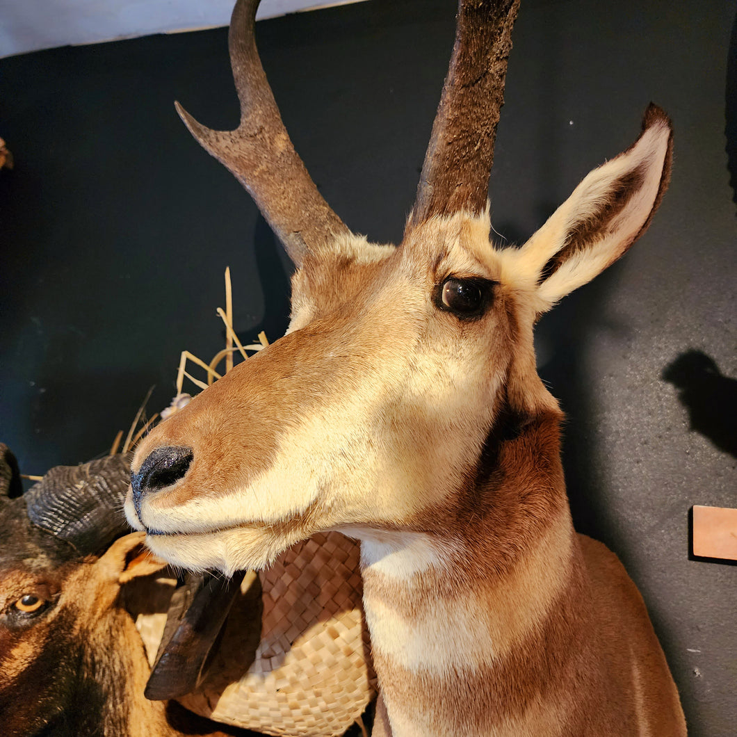 Elaine the Pronghorn Antelope