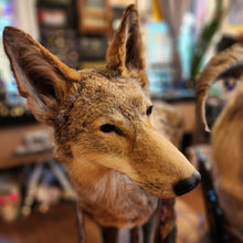Load image into Gallery viewer, Carl the Coyote
