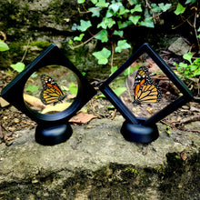 Load image into Gallery viewer, Monarch Butterfly - Danaus plexippus
