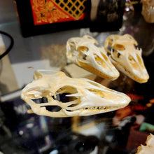Load image into Gallery viewer, CAIMAN SKULL
