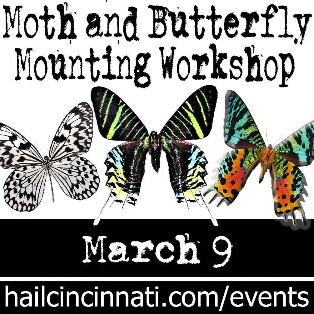 Butterfly Mounting Workshop 03.09.24