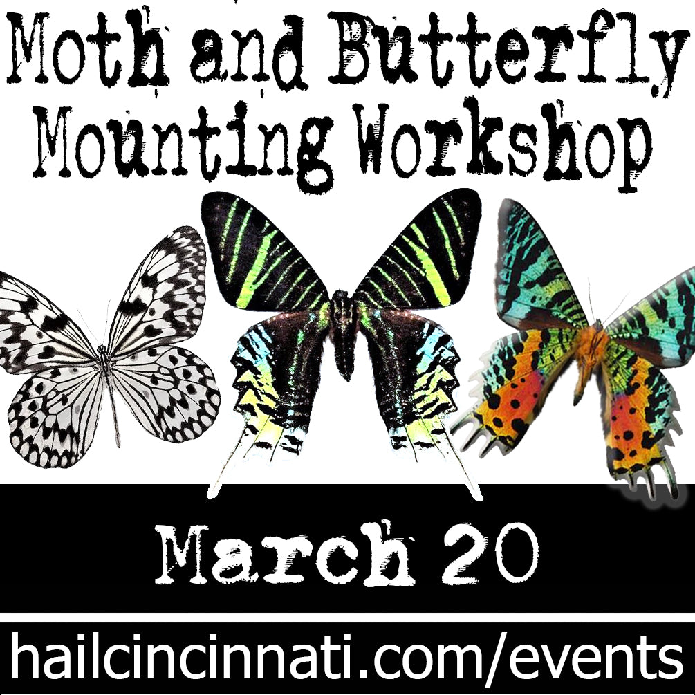 Butterfly Mounting Workshop 03.20.24
