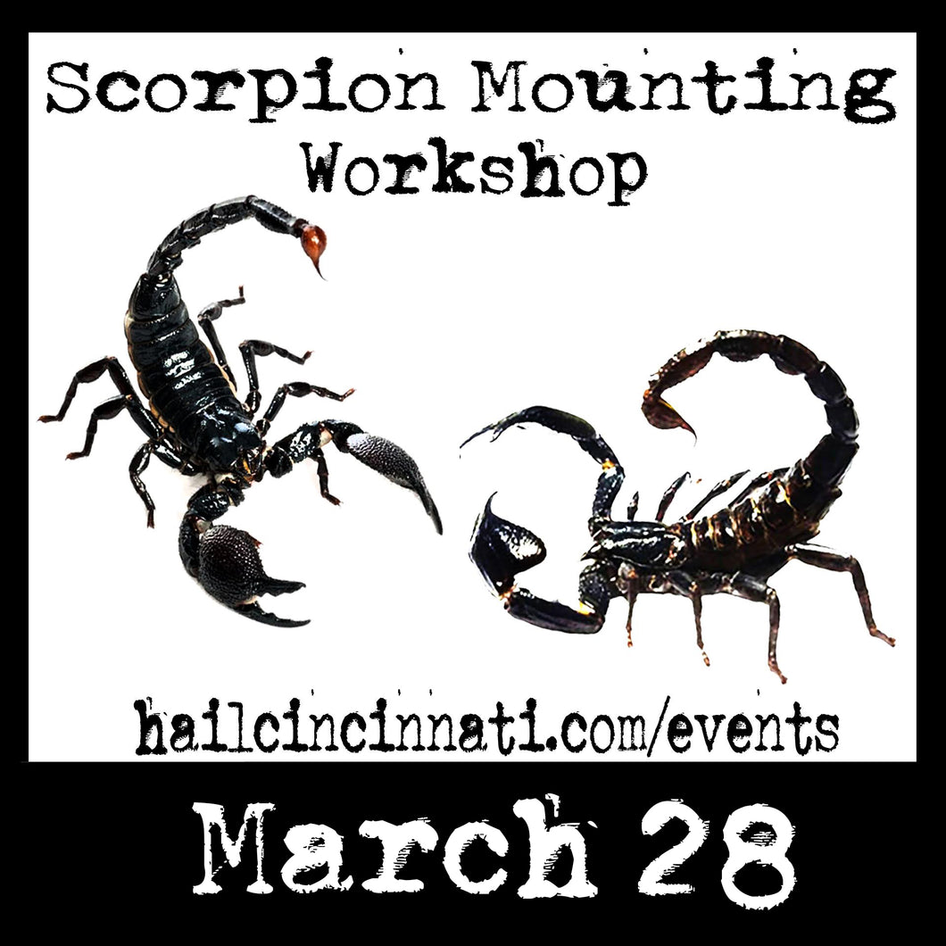 Scorpion Mounting Workshop 03/28/24