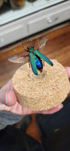 Load image into Gallery viewer, Jewel Beetle Globe
