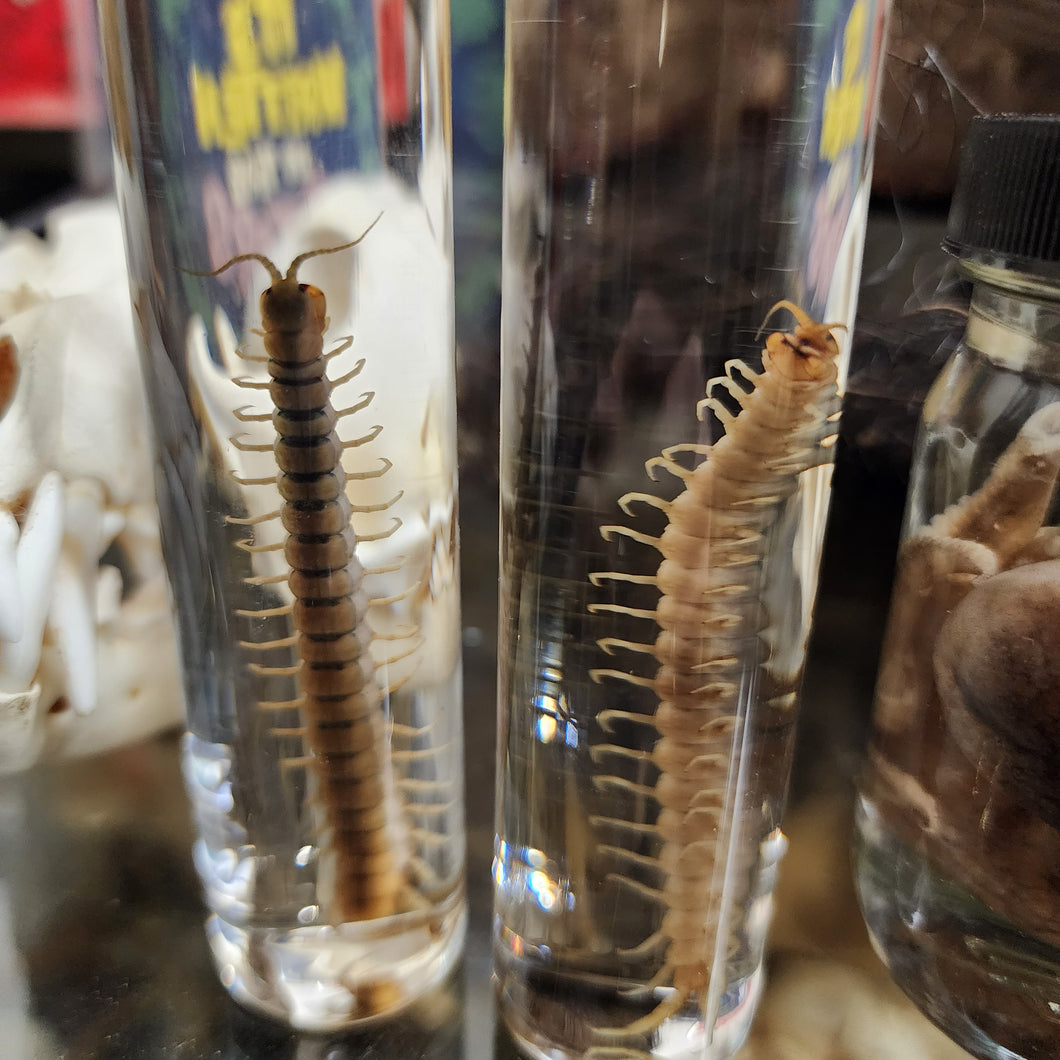 Centipede Wet Specimen